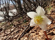 Sulle nevi primaverili del RESEGONE ad anello da Fuipiano-8apr24- FOTOGALLERY